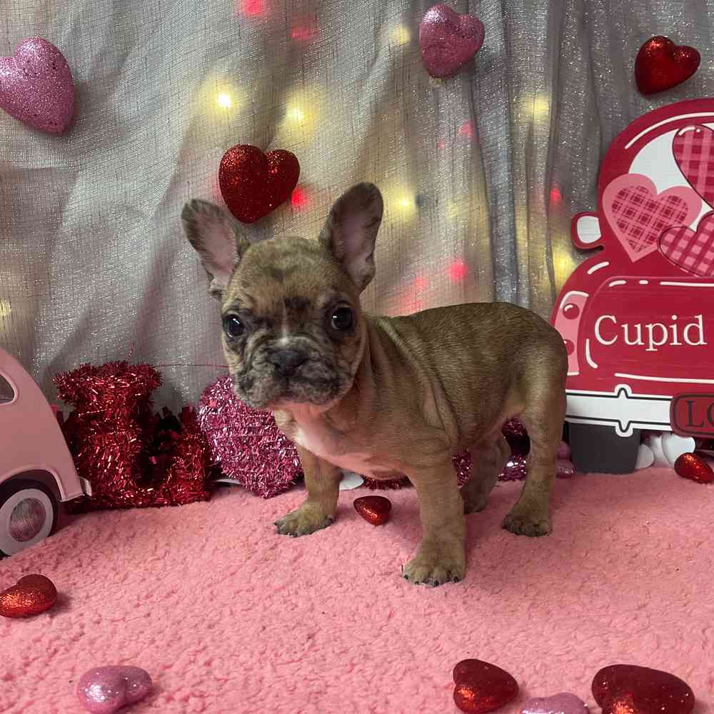 carousel pet images