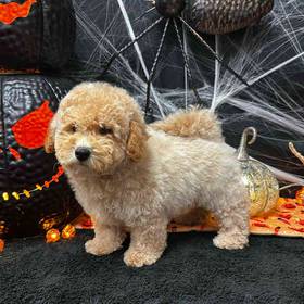 Miniature Goldendoodle