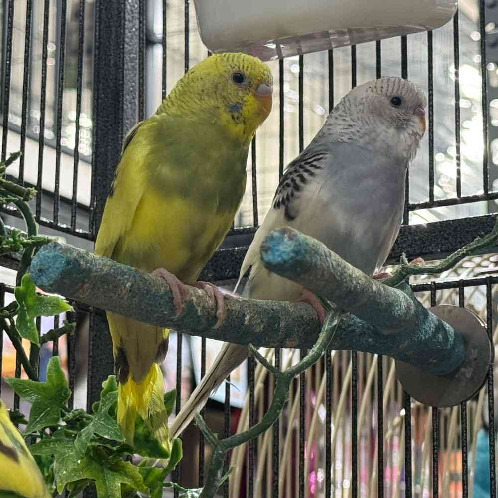 carousel pet images