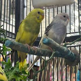 Parakeet