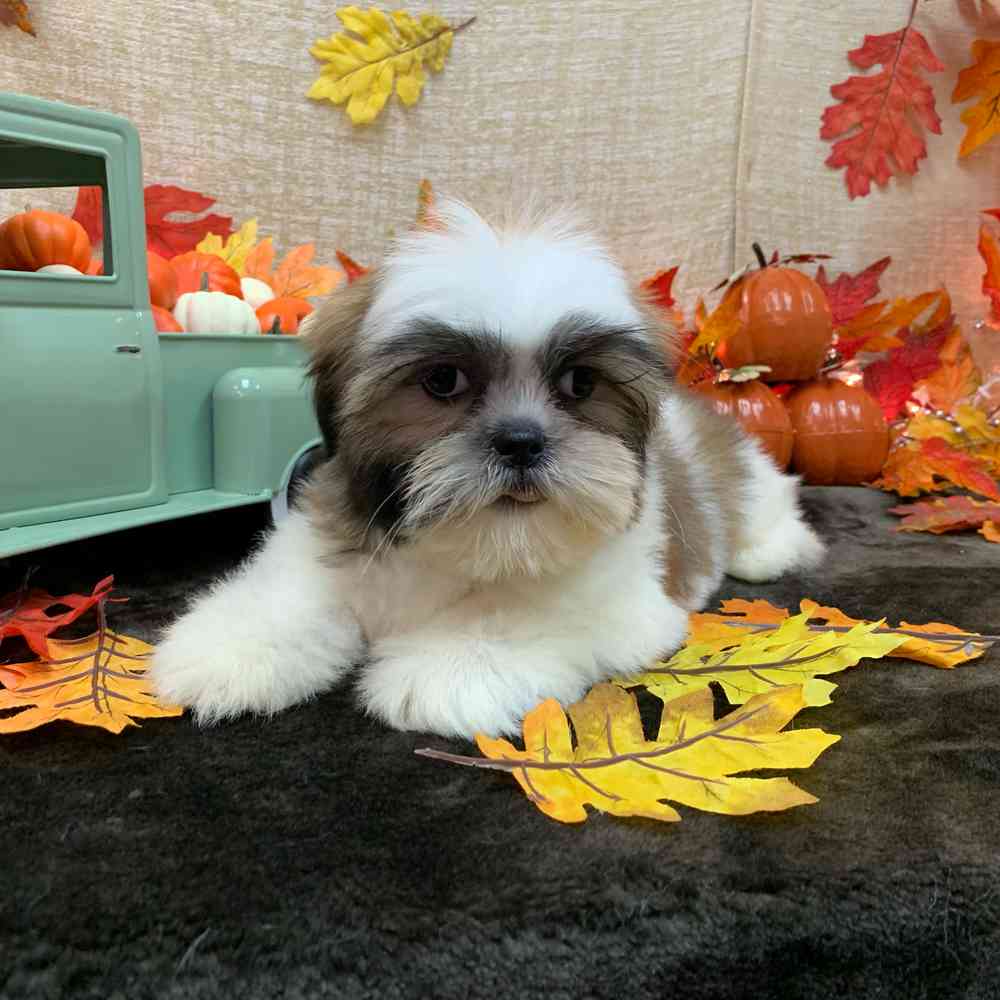 carousel pet images