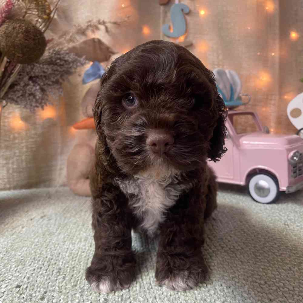 carousel pet images