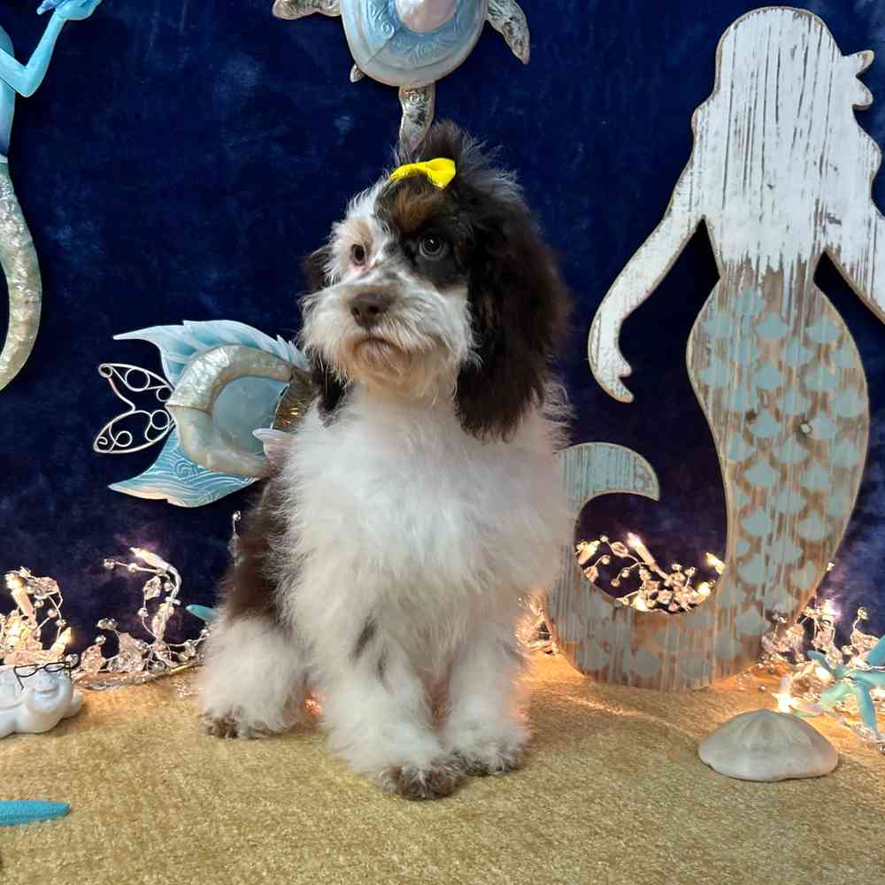 carousel pet images