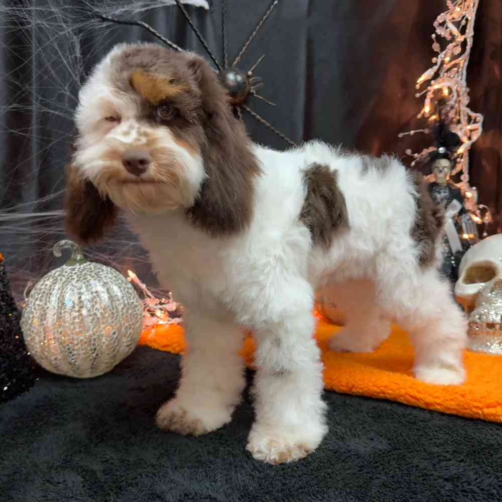 carousel pet images