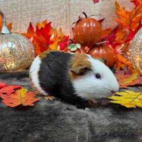 Guinea Pig