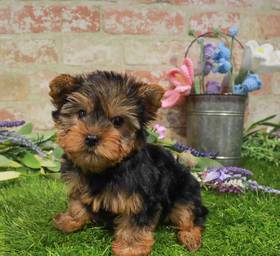 Yorkshire Terrier