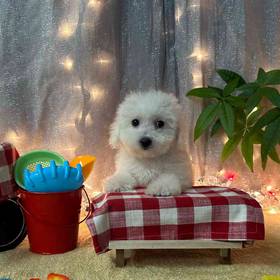 Bichon