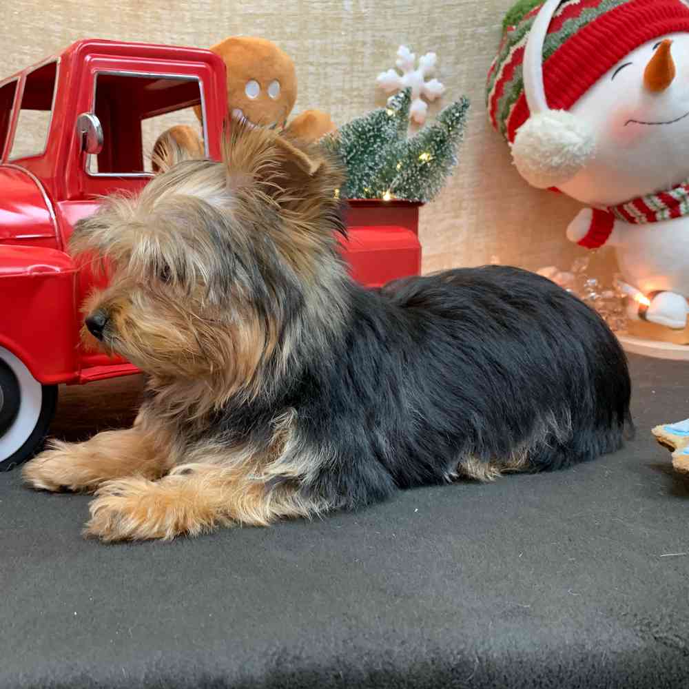 carousel pet images