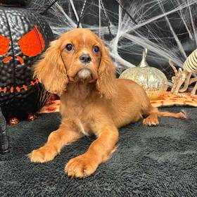 Cavalier King Charles Spaniel