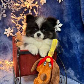 Pomeranian