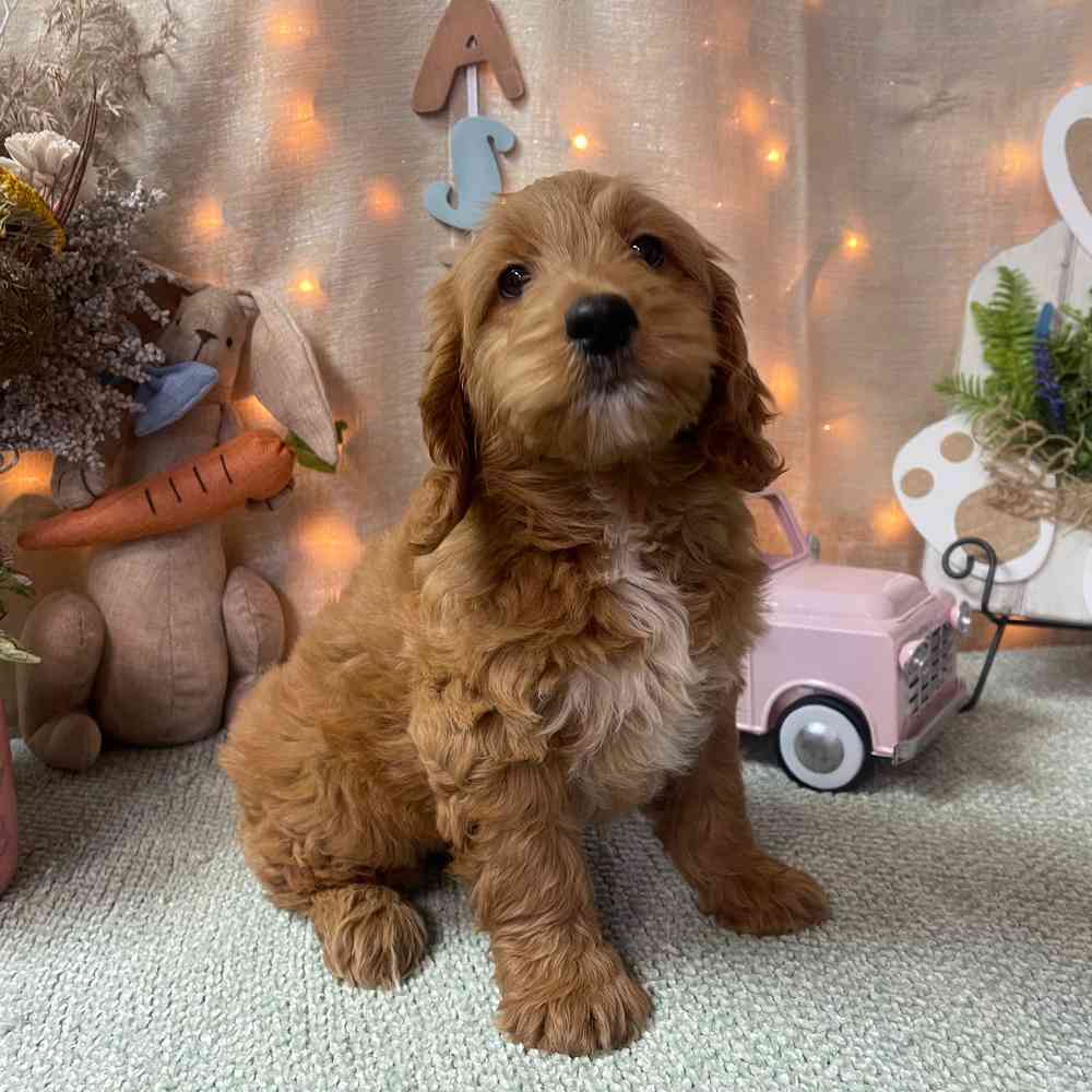 carousel pet images