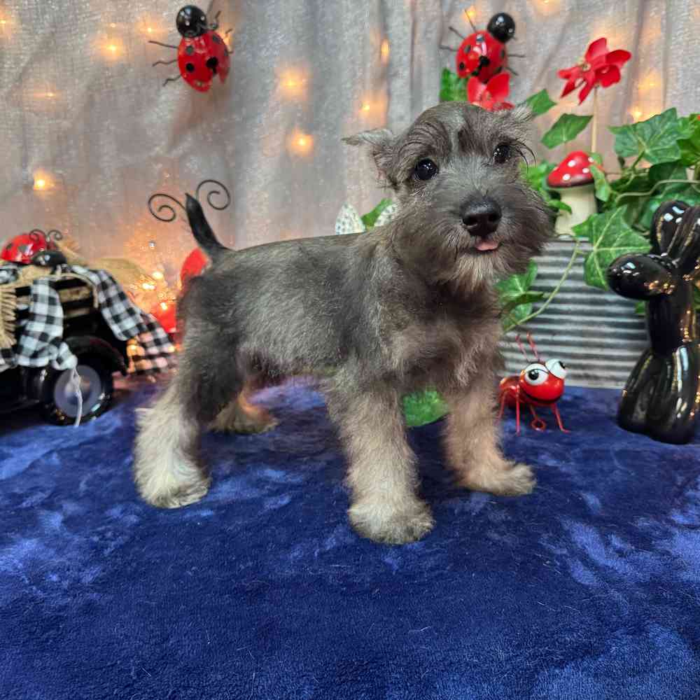 carousel pet images