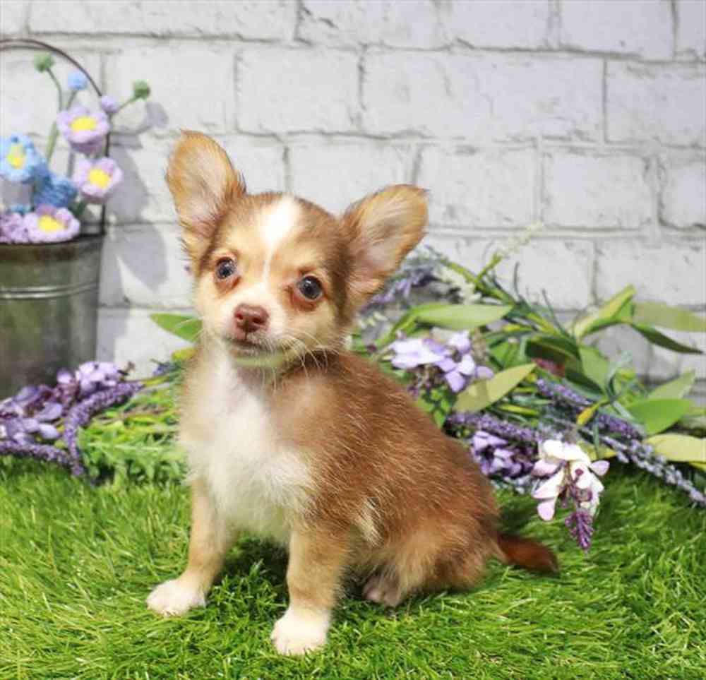 carousel pet images