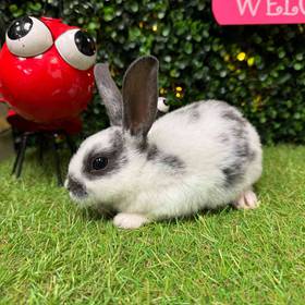Mini Rex Mix