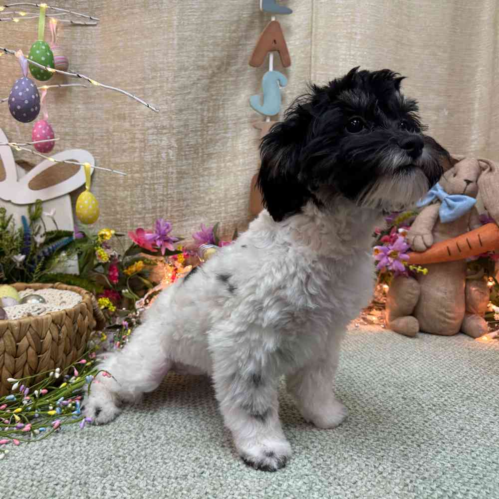 carousel pet images