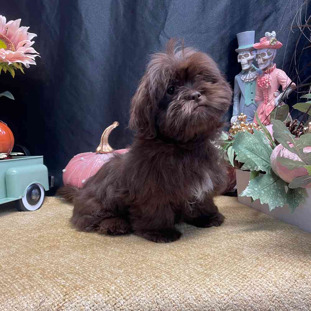 carousel pet images