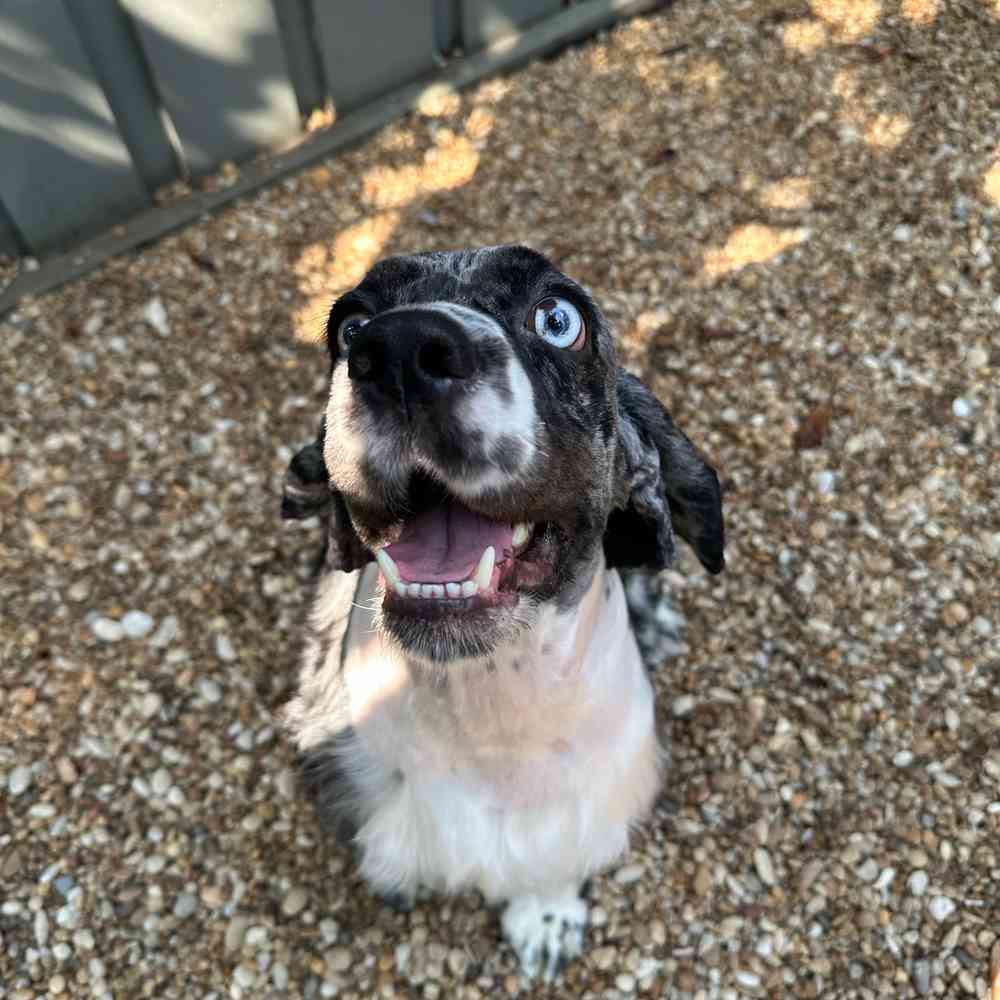 carousel pet images