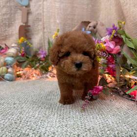 Cockapoo