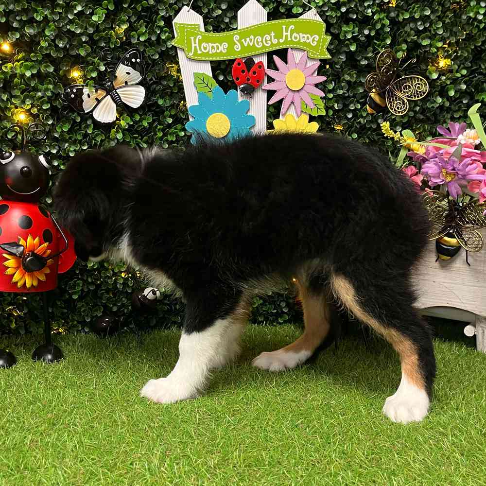 carousel pet images