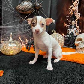 Chihuahua