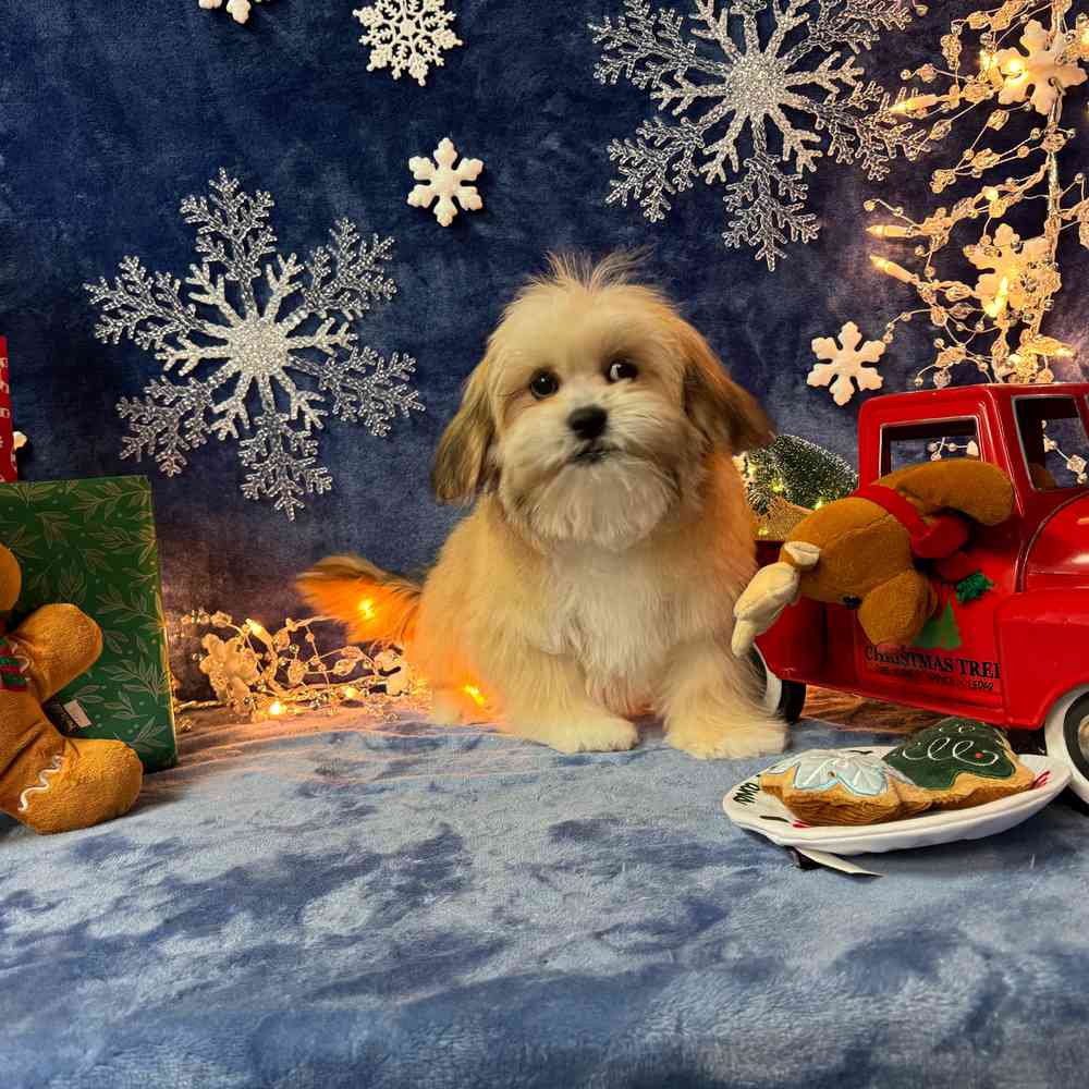 carousel pet images