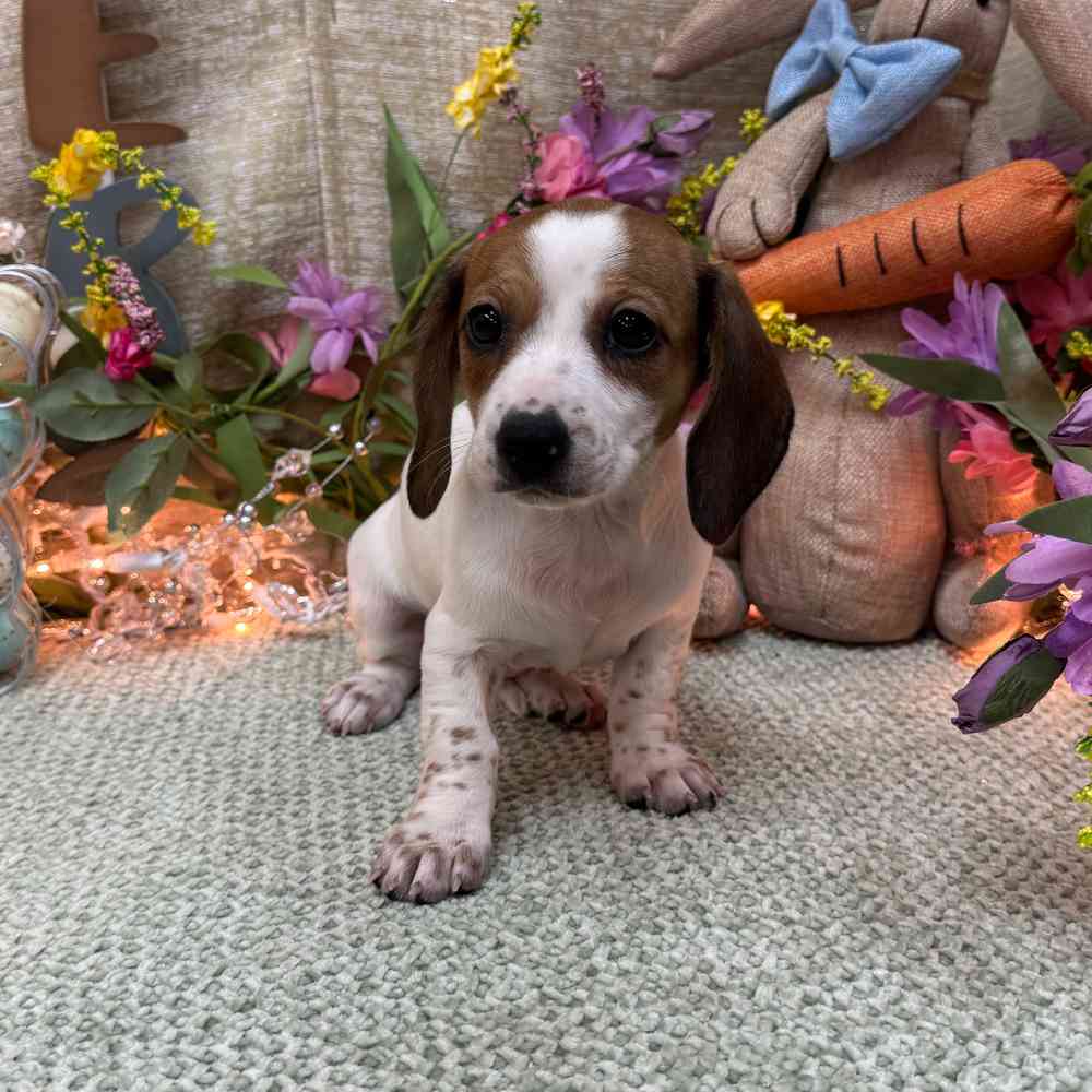 Image of a pet breed in the gallery