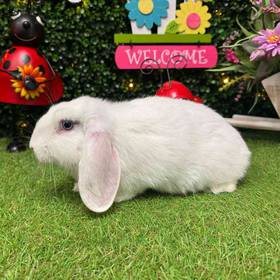 Flemish Giant Mix