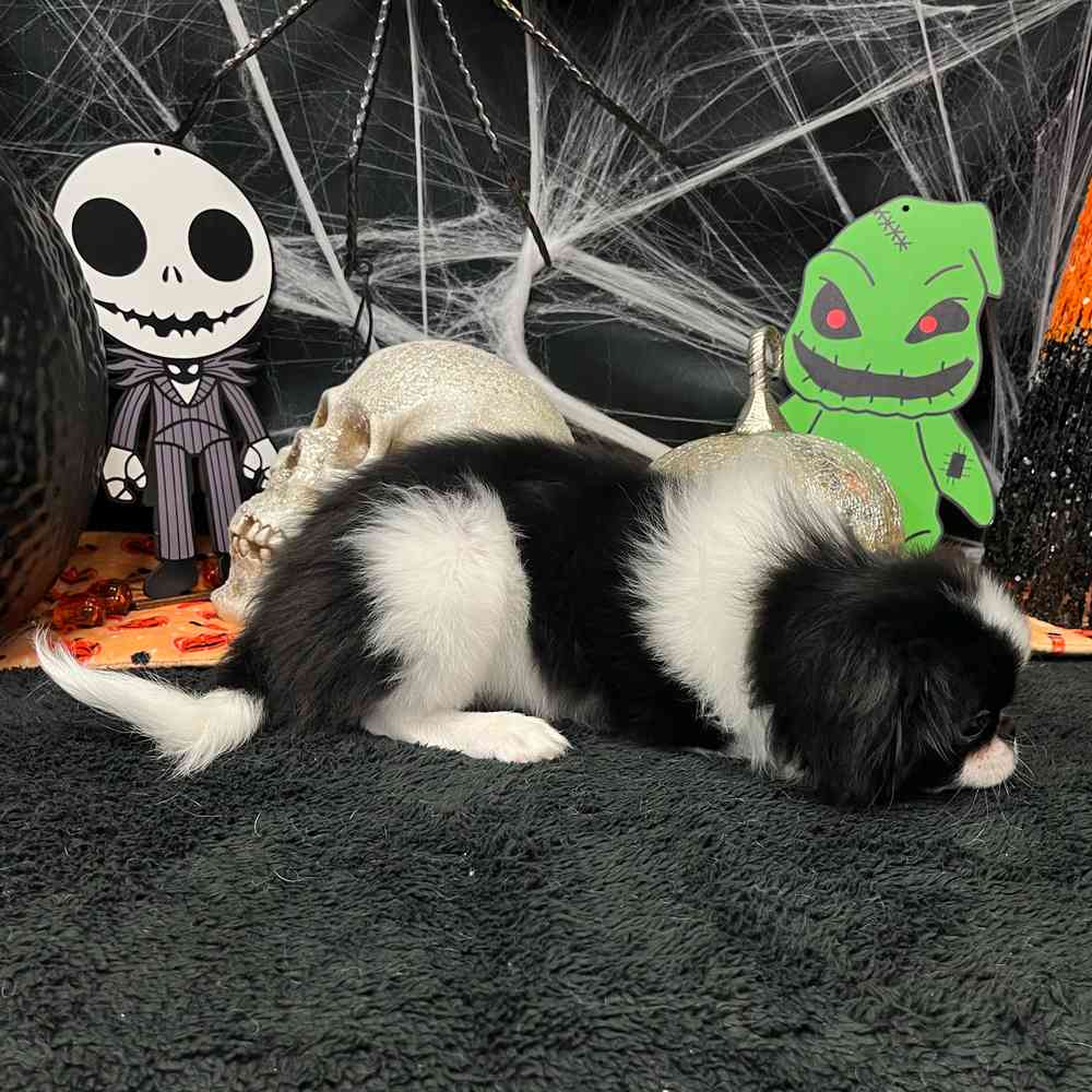 carousel pet images