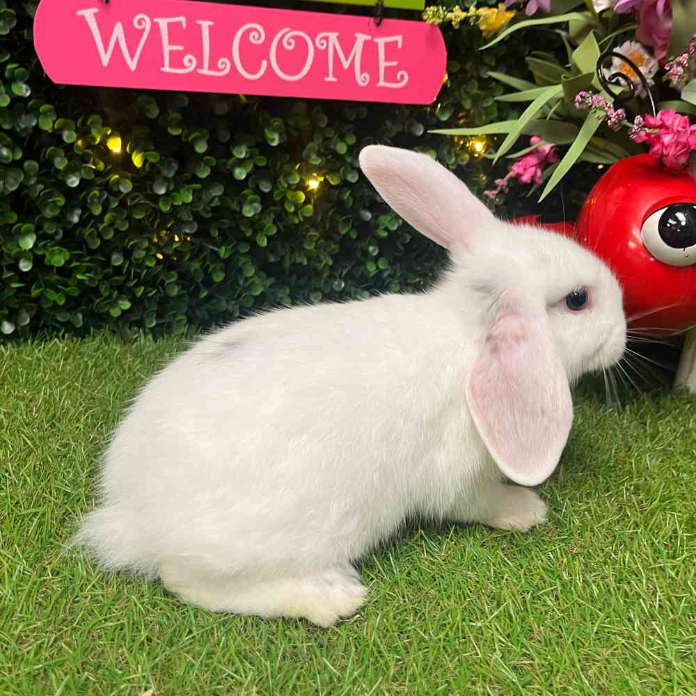 carousel pet images