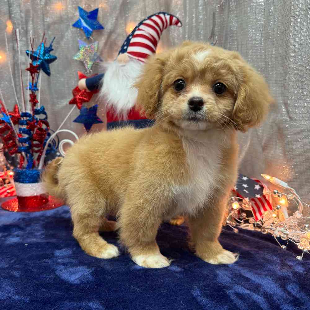 carousel pet images
