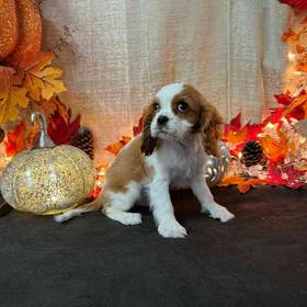 Cavalier King Charles Spaniel
