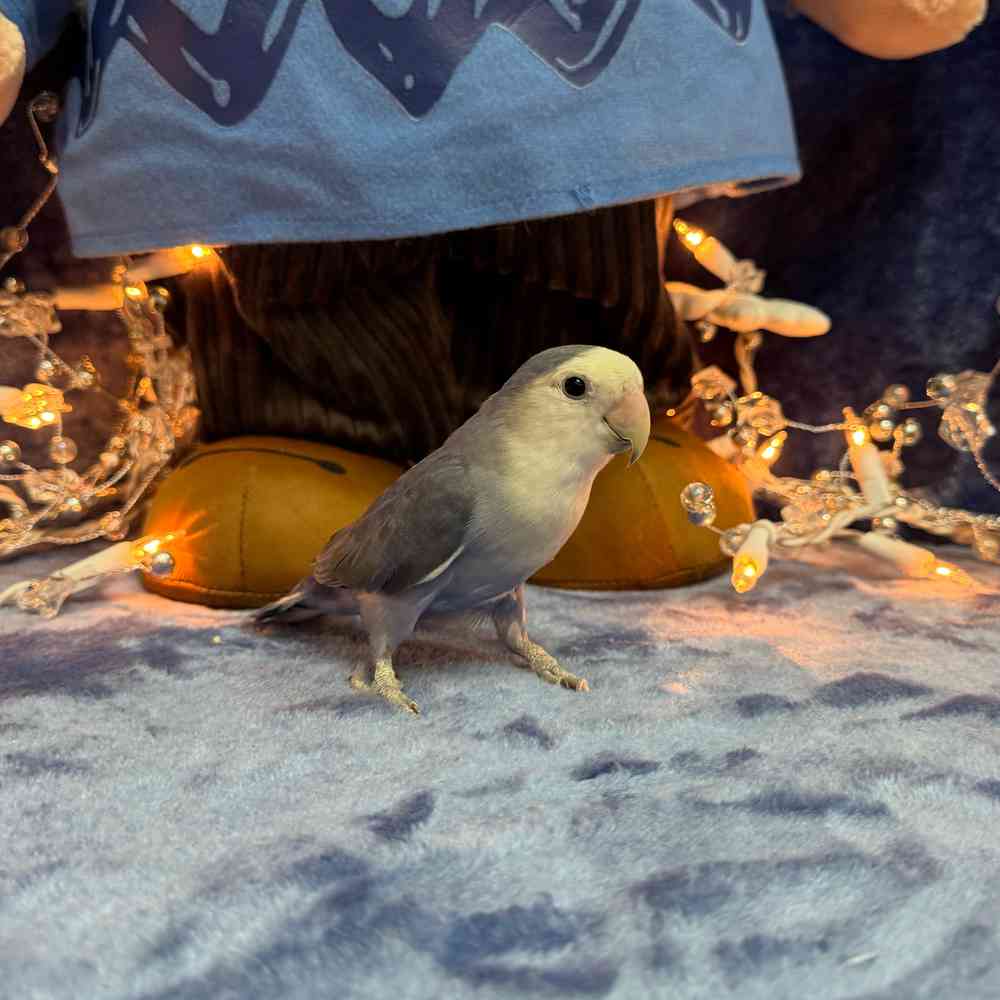 carousel pet images