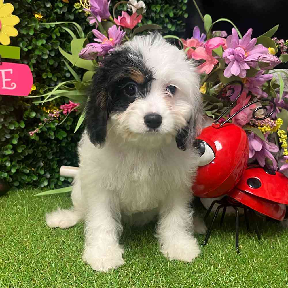 Image of a pet breed in the gallery