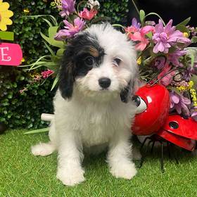 Cavapoo