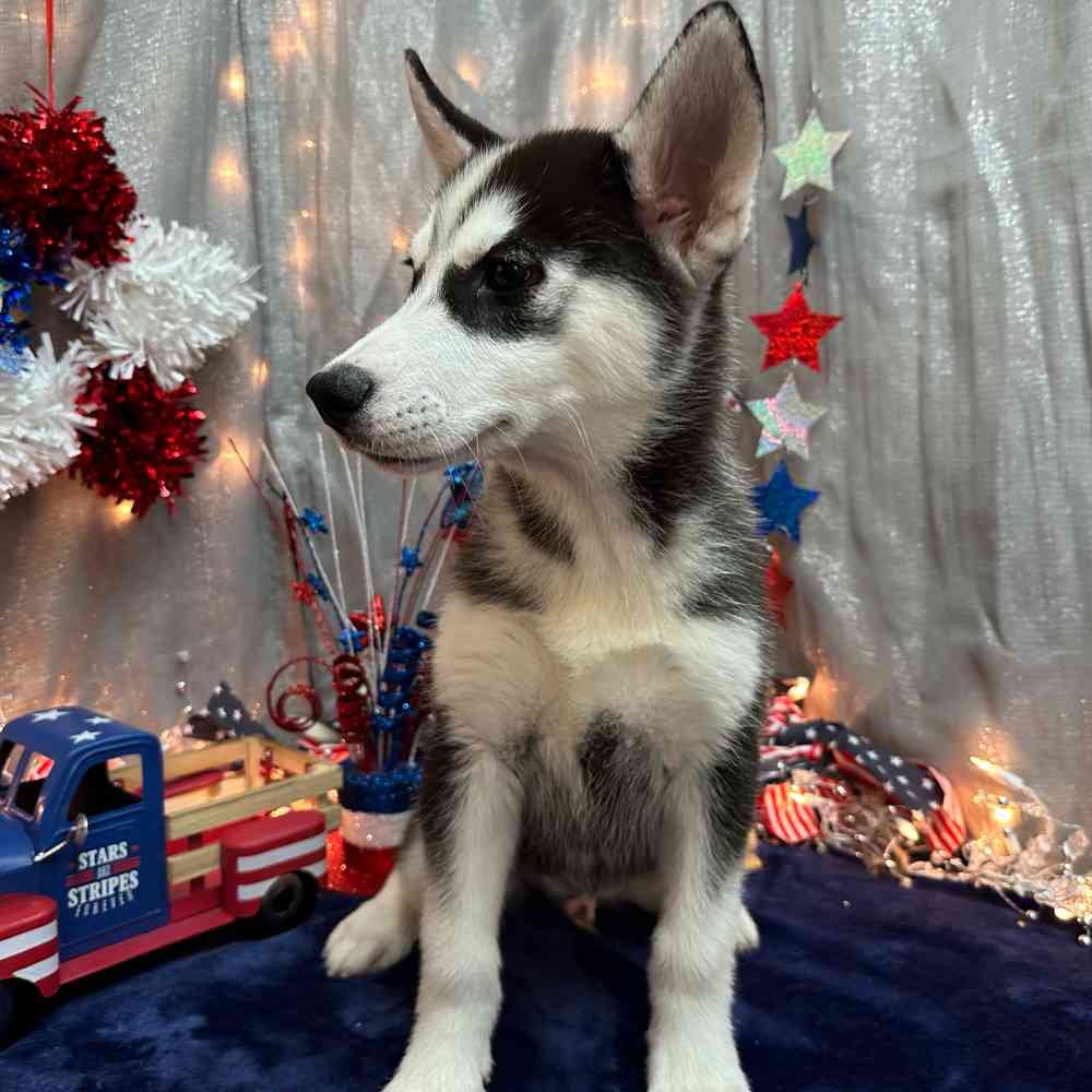 Image of a pet breed in the gallery