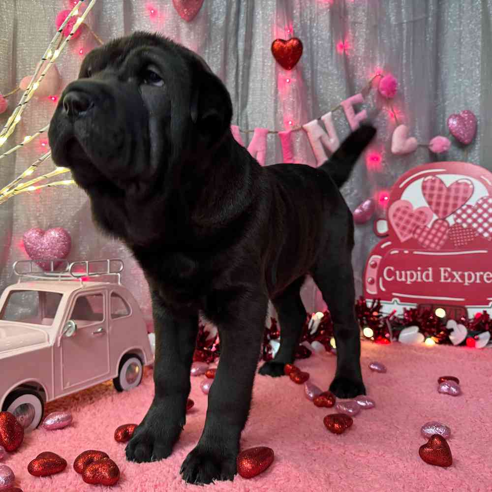 carousel pet images