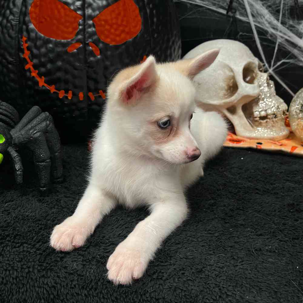 carousel pet images
