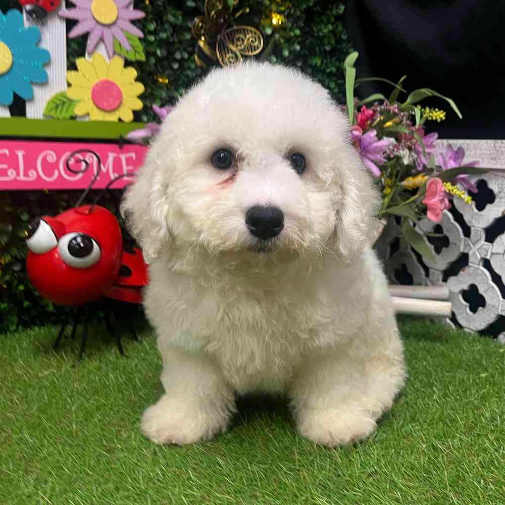 carousel pet images