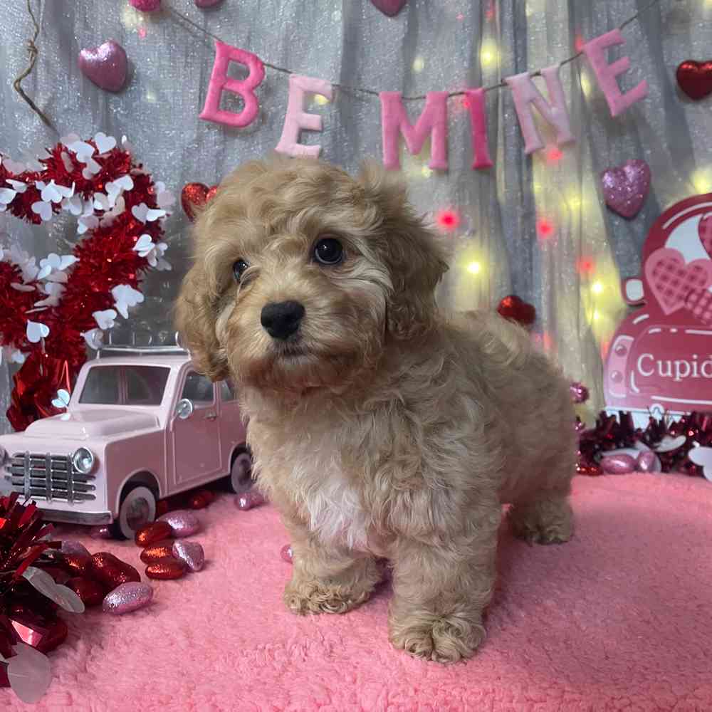 carousel pet images
