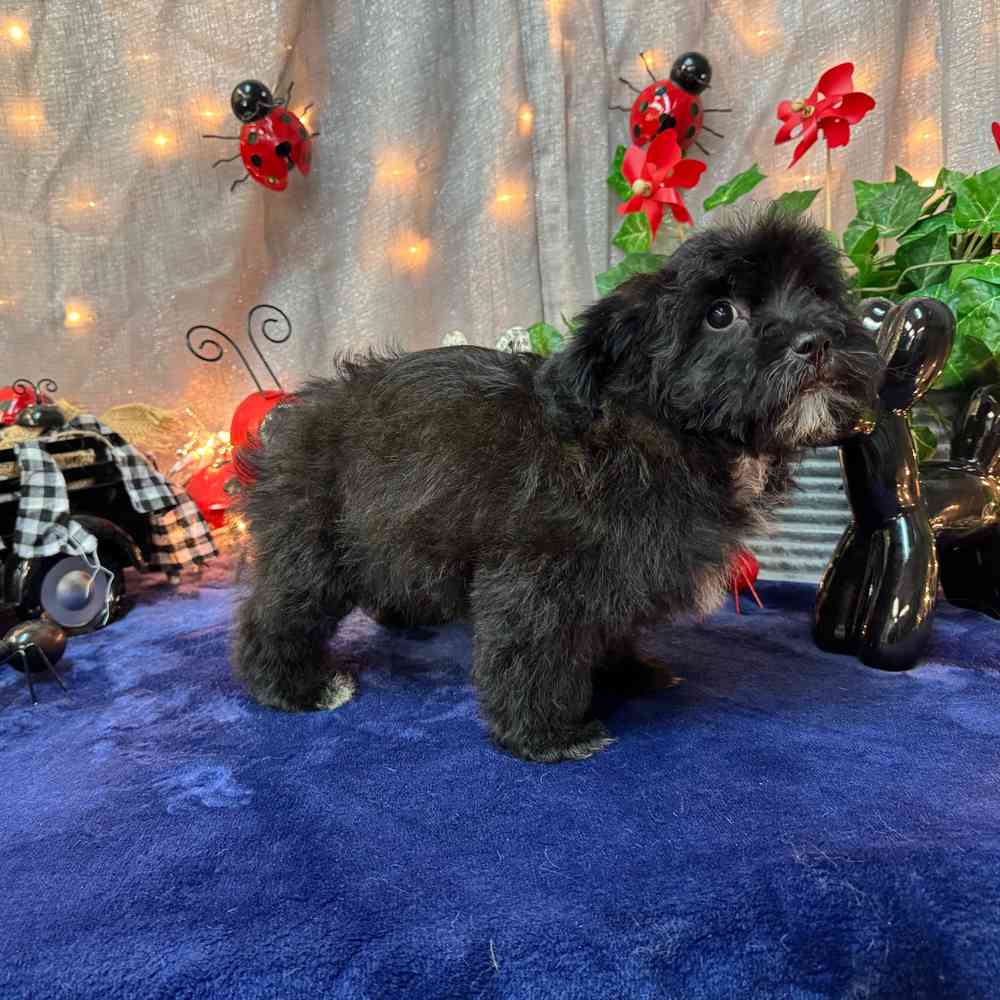 carousel pet images