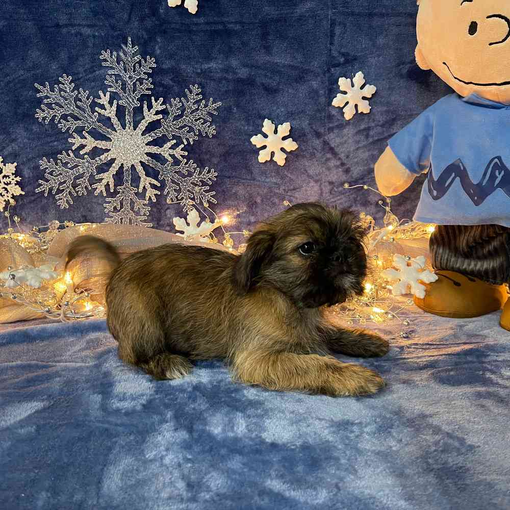 carousel pet images