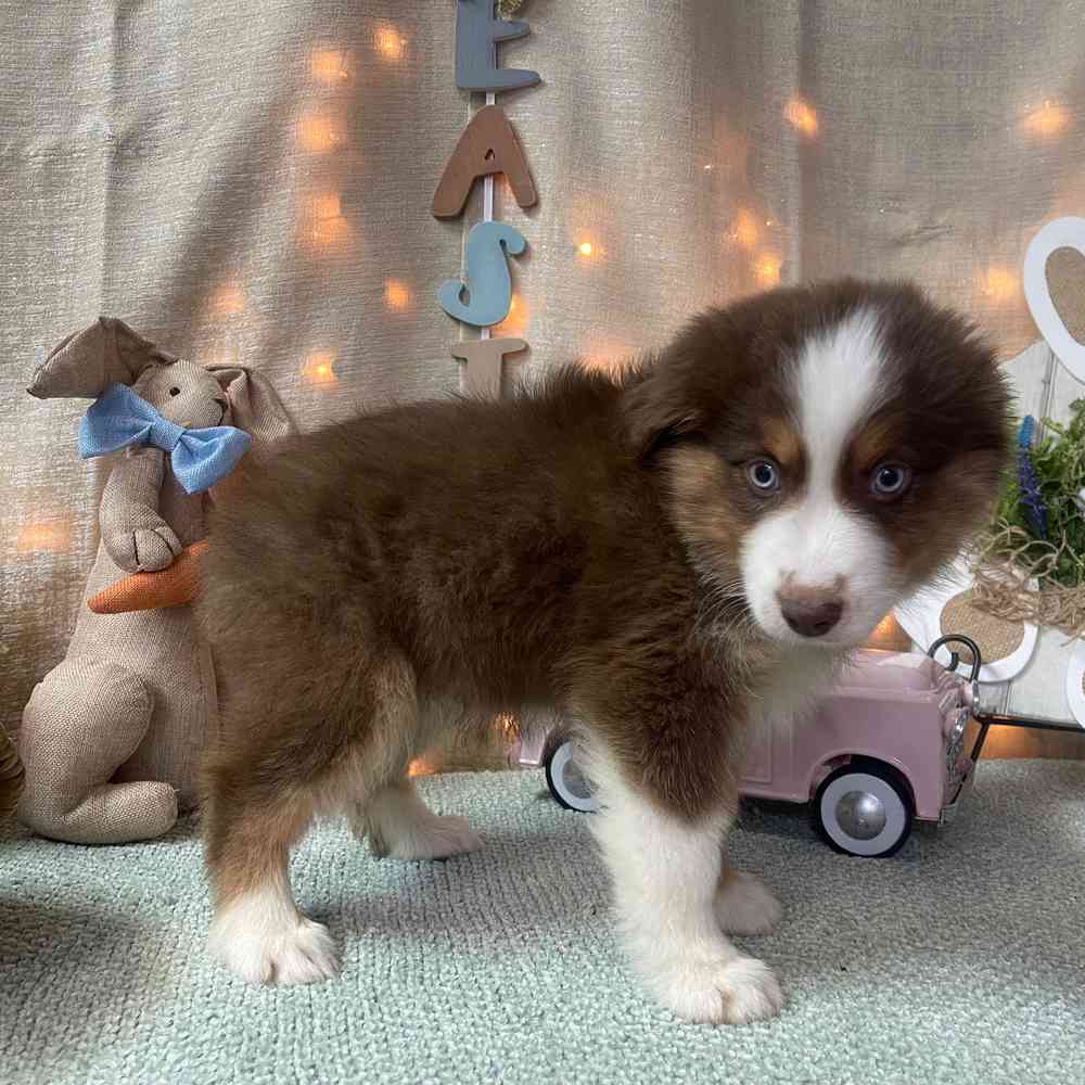 carousel pet images