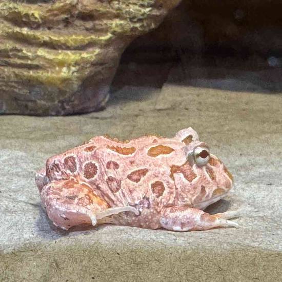 Strawberry Pacman Frog