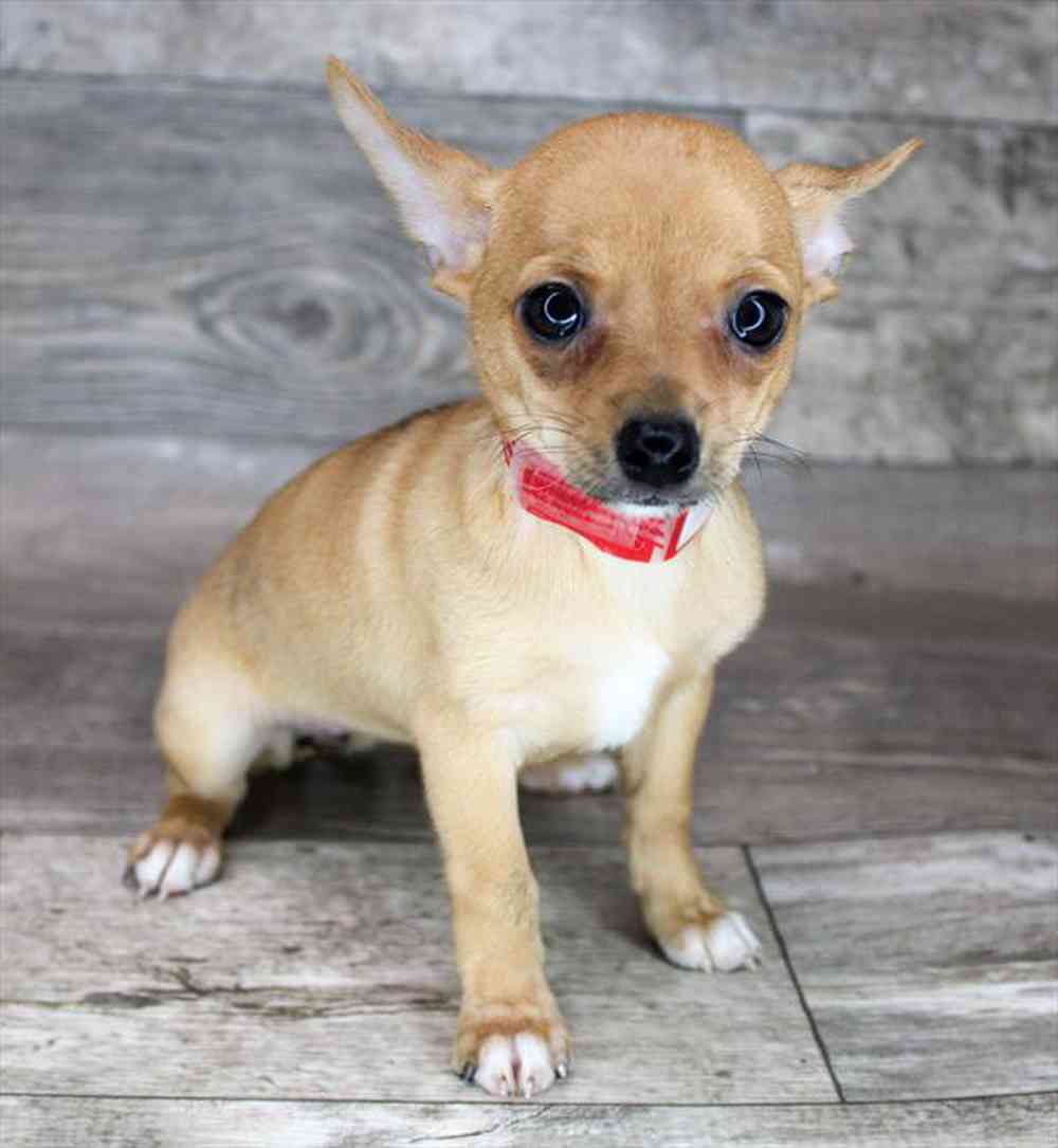 Dog Breed Deer Head Chihuahua Puppies For Sale Puppies Deer Head