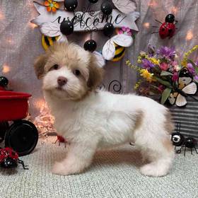 Havanese