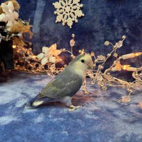 Lovebird