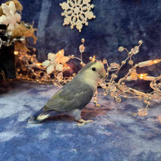 Lovebird