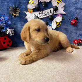 Golden Retriever