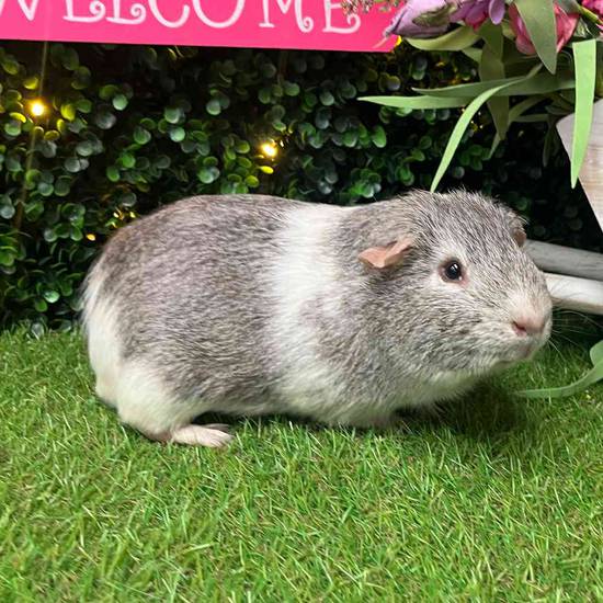 Adoption Guinea Pig
