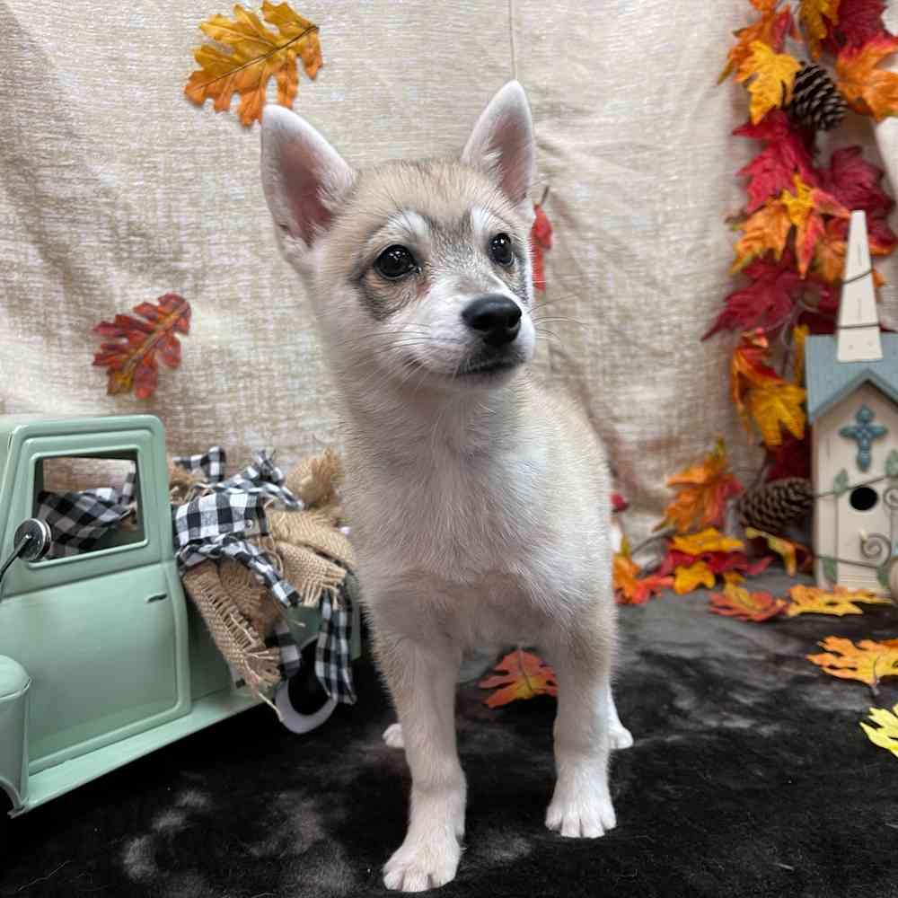 carousel pet images